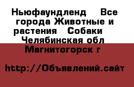 Ньюфаундленд  - Все города Животные и растения » Собаки   . Челябинская обл.,Магнитогорск г.